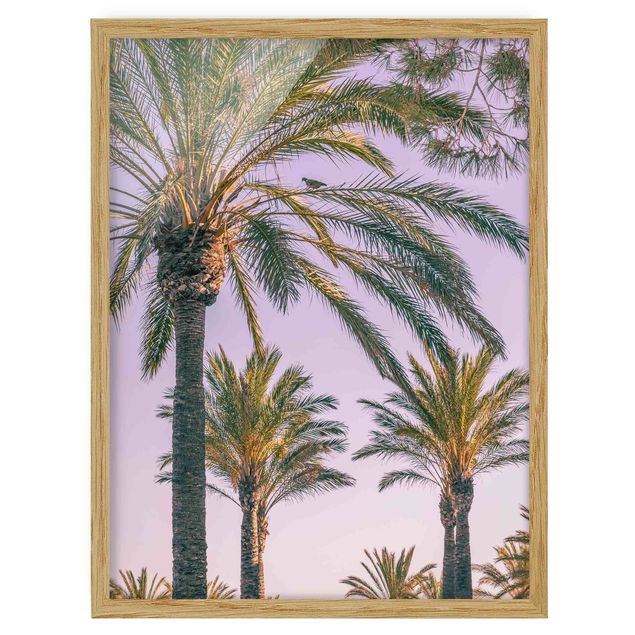 Tavlor blommor Palm Trees At Sunset