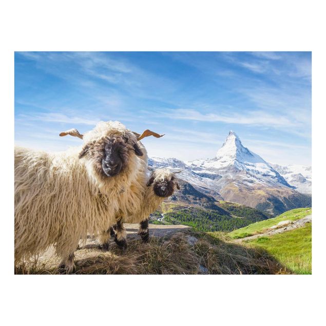 Tavlor landskap Blacknose Sheep Of Zermatt