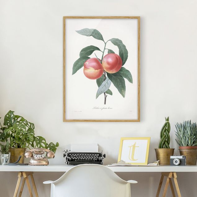 Tavlor frukter Botany Vintage Illustration Peach
