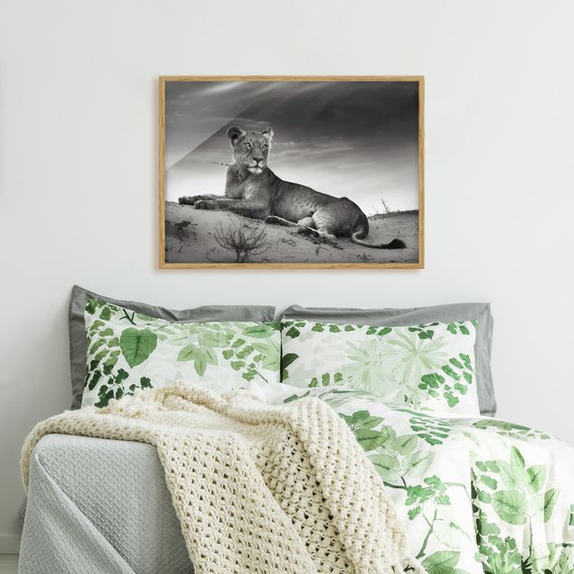 Tavlor med ram abstrakt Resting Lion