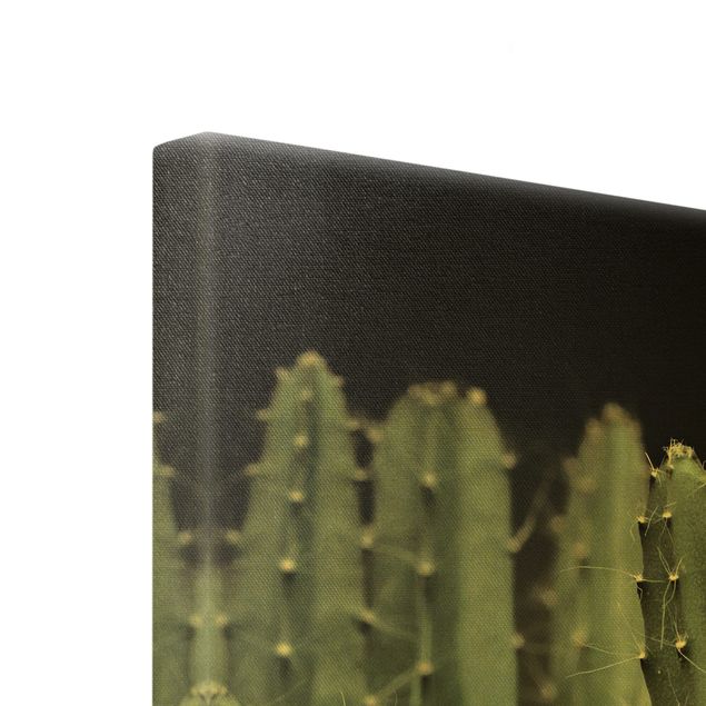 Canvastavlor Desert Cactus At Night