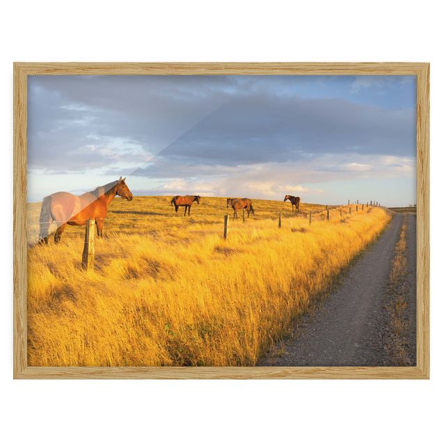 Tavlor med ram landskap Field Road And Horse In Evening Sun