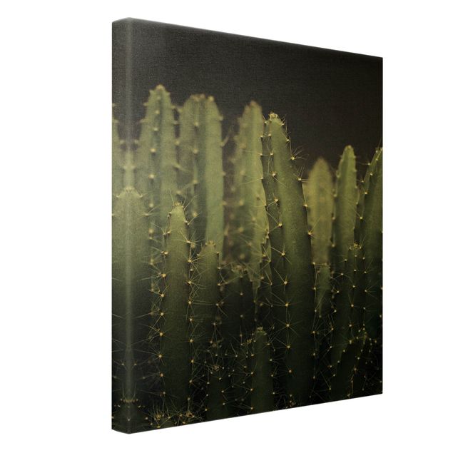 Tavlor Desert Cactus At Night