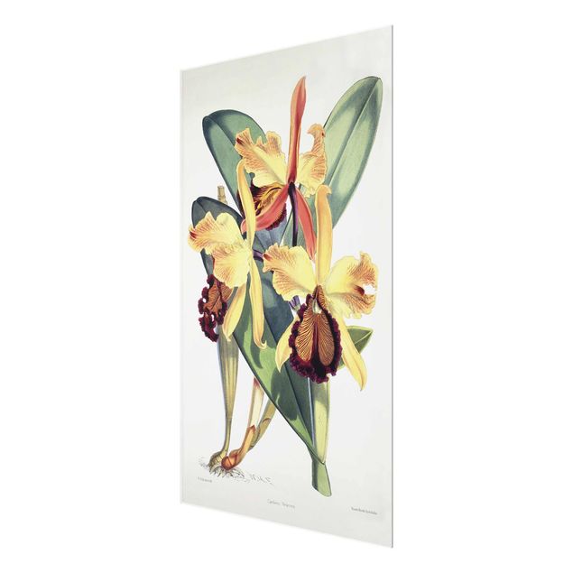 Glastavlor blommor  Walter Hood Fitch - Orchid