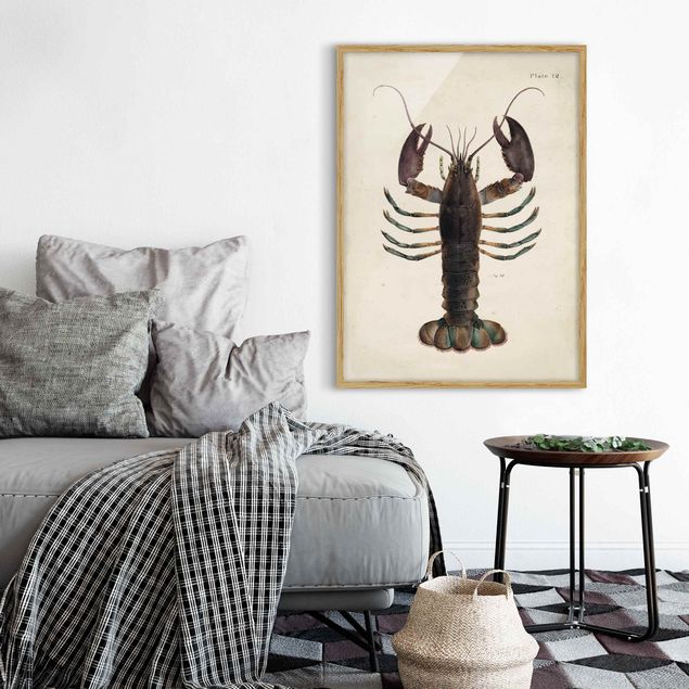 Tavlor med ram djur Vintage Illustration Lobster