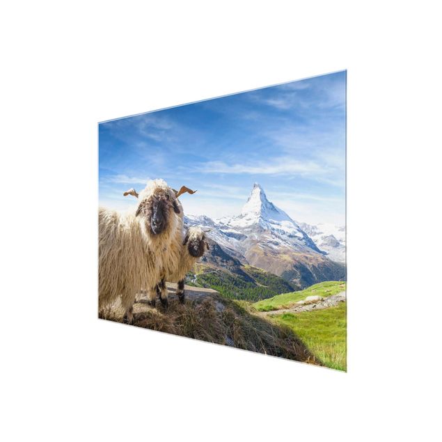 Glastavlor arkitektur och skyline Blacknose Sheep Of Zermatt