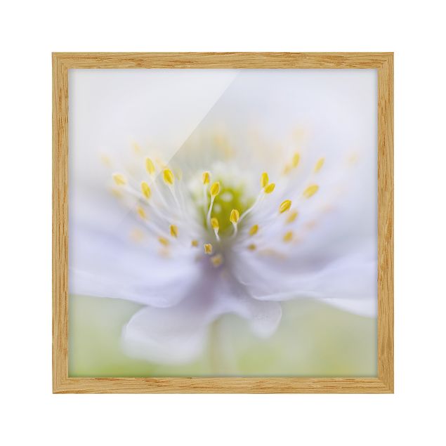 Tavlor blommor  Anemone Beauty