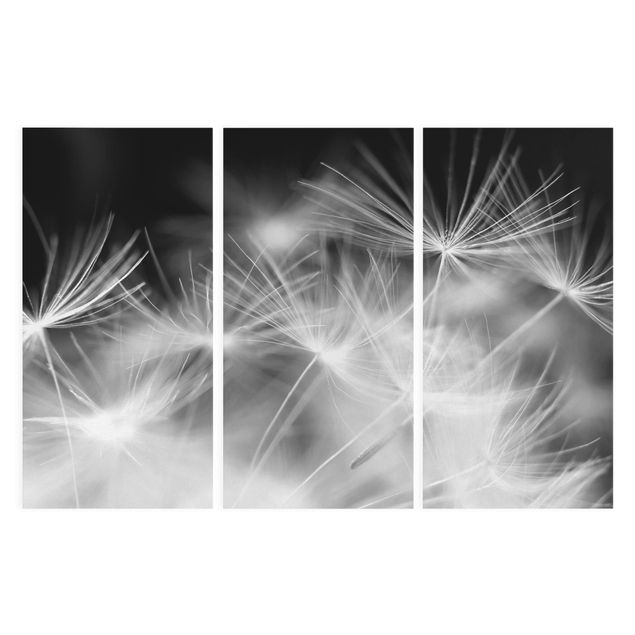 Canvastavlor svart och vitt Moving Dandelions Close Up On Black Background