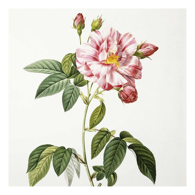 Konststilar Pierre Joseph Redoute - Pink Gallica Rose