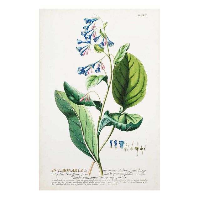 Tavlor grön Vintage Botanical Illustration Lungwort