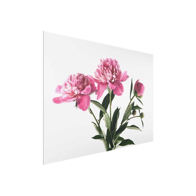 Glastavlor blommor  Pink Flowers And Buds On White