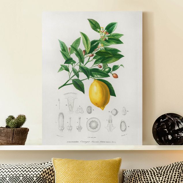 Kök dekoration Botany Vintage Illustration Of Lemon