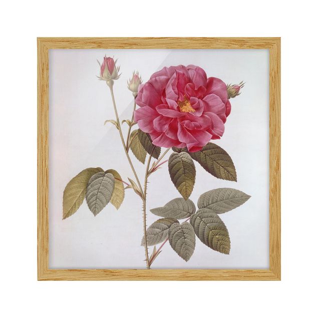 Konststilar Pierre Joseph Redoute - Apothecary's Rose