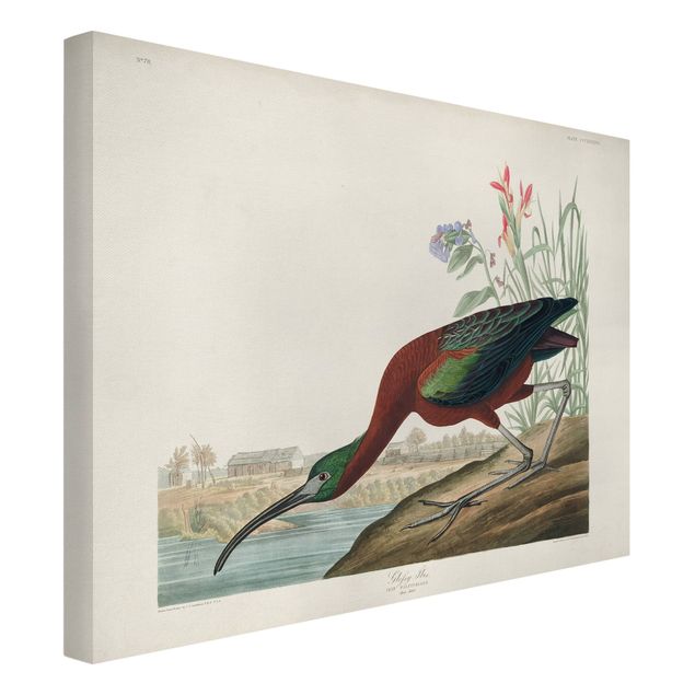 Canvastavlor djur Vintage Board Brown Ibis