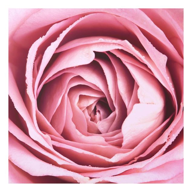Tavlor blommor Pink Rose Blossom
