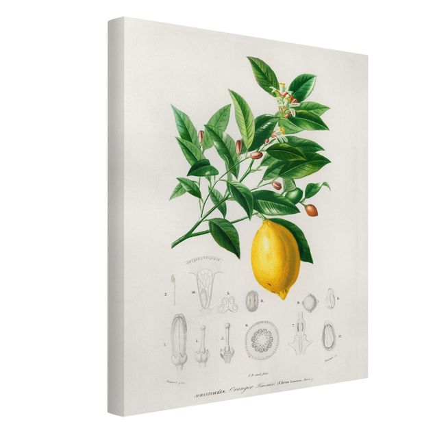 Canvastavlor blommor  Botany Vintage Illustration Of Lemon