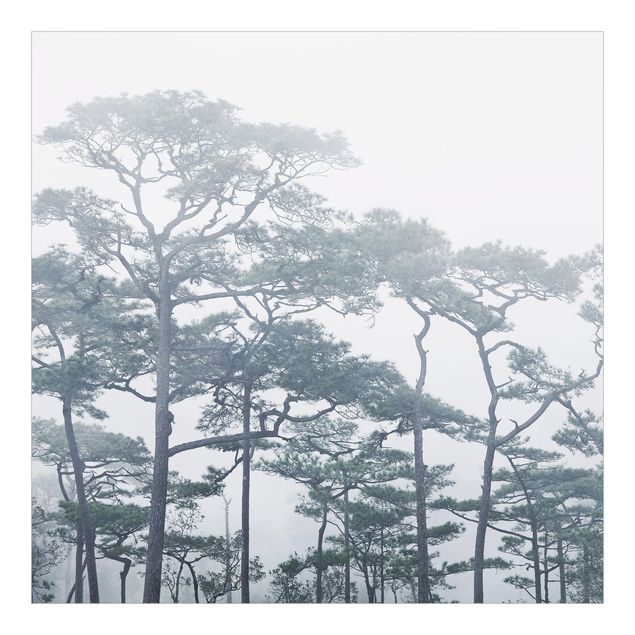 Tapeter Treetops In Fog