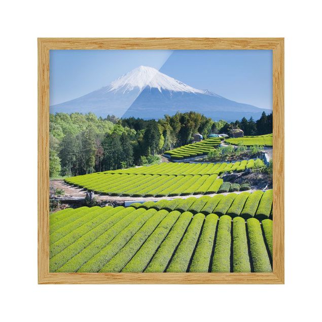Tavlor landskap Tea Fields In Front Of The Fuji