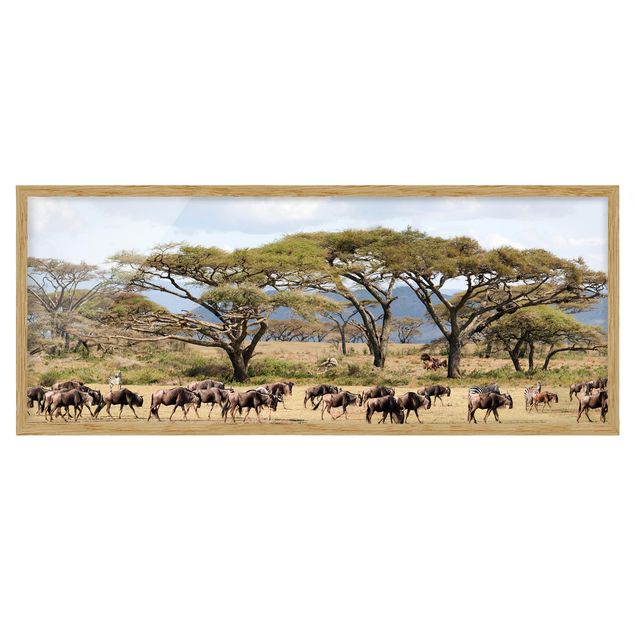 Tavlor med ram landskap Herd Of Wildebeest In The Savannah