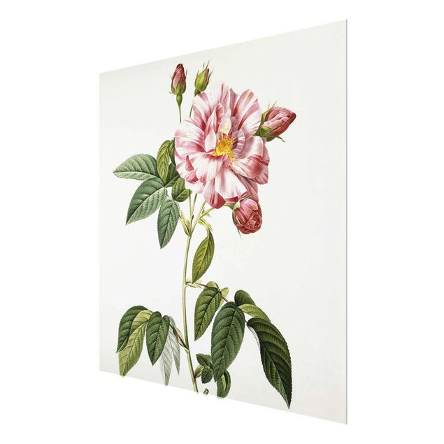 Glastavlor blommor  Pierre Joseph Redoute - Pink Gallica Rose