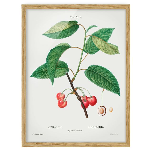 Tavlor blommor Botany Vintage Illustration Red Cherries