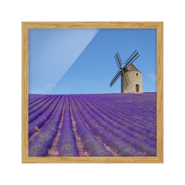 Tavlor med ram landskap Lavender Scent In The Provence