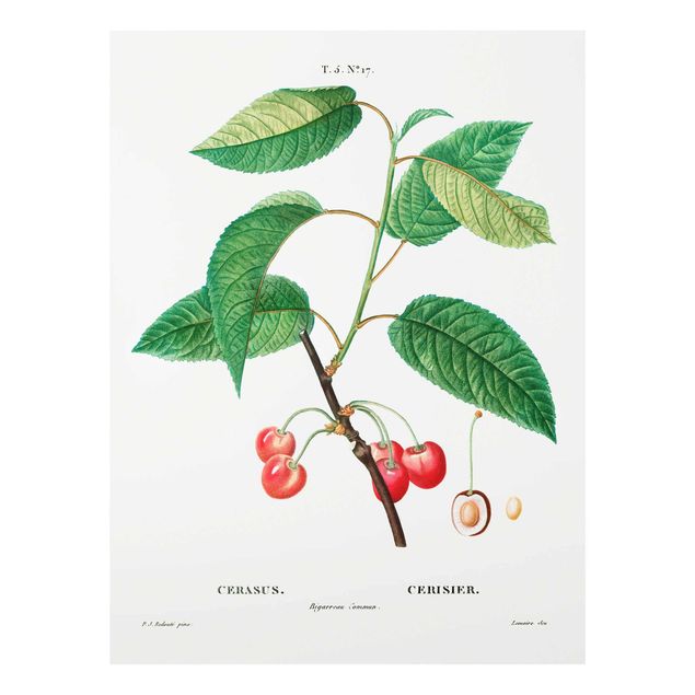 Tavlor grön Botany Vintage Illustration Red Cherries
