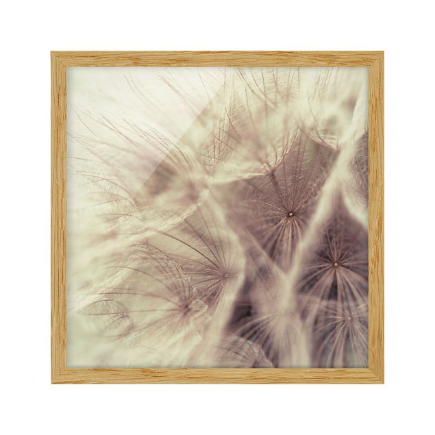 Tavlor blommor  Detailed Dandelion Macro Shot With Vintage Blur Effect