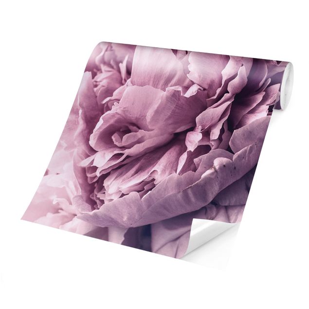 Tapeter modernt Purple Peony Blossoms