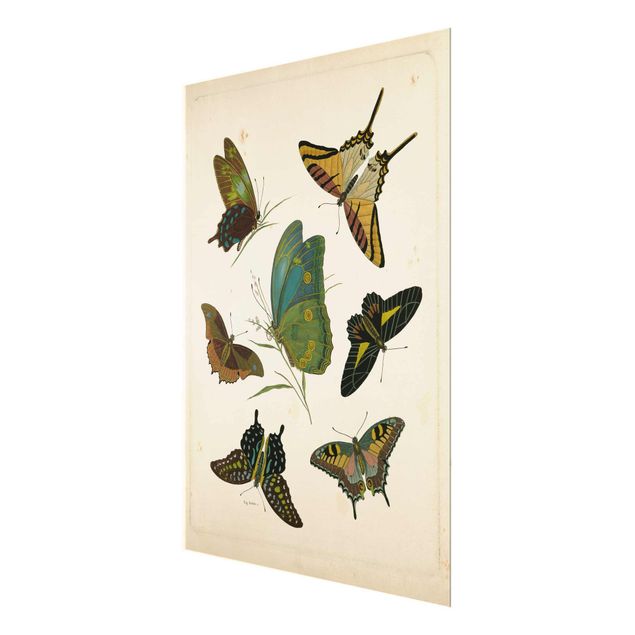 Tavlor turkos Vintage Illustration Exotic Butterflies