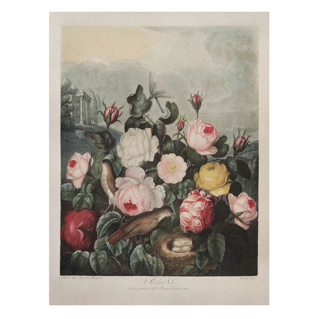 Tavlor blommor  Botany Vintage Illustration Of Roses