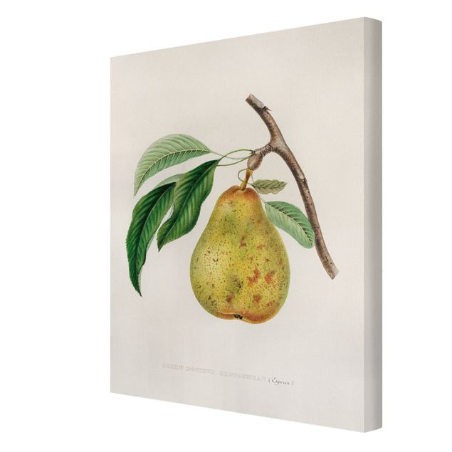 Tavlor gul Botany Vintage Illustration Yellow Pear