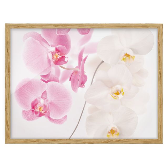 Tavlor med ram blommor  Delicate Orchids