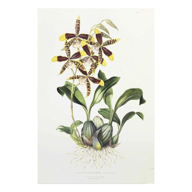 Konststilar Maxim Gauci - Orchid II