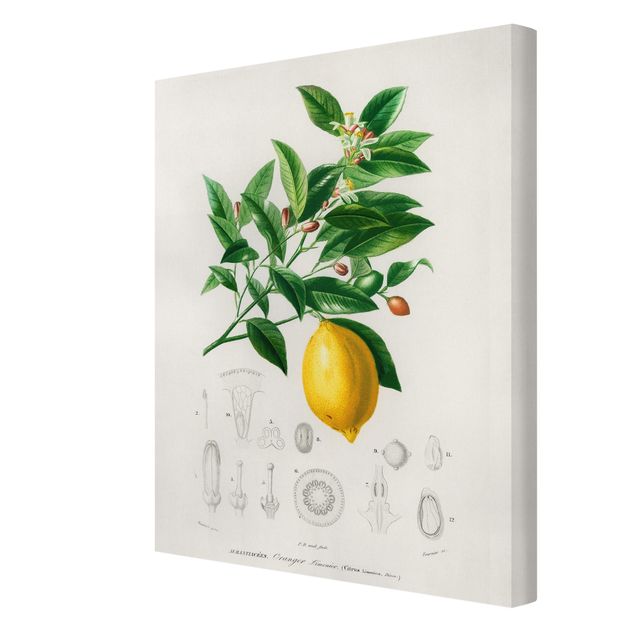 Tavlor gul Botany Vintage Illustration Of Lemon