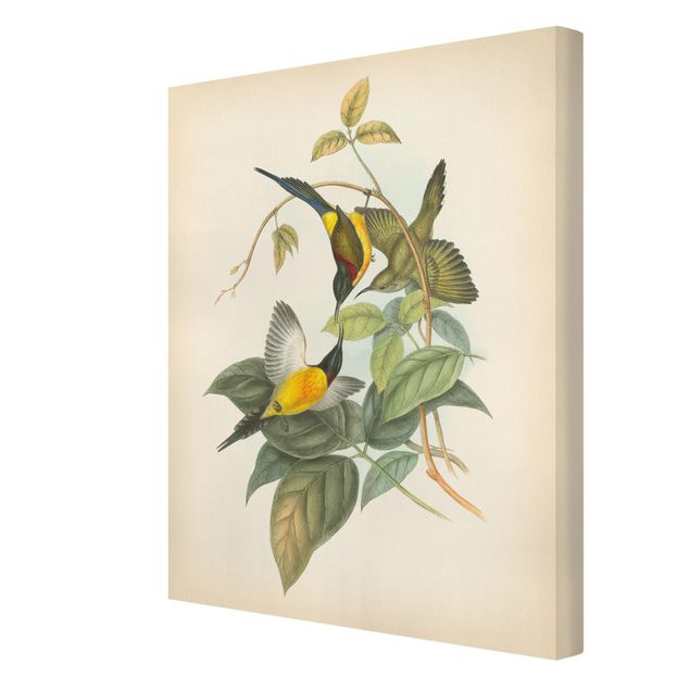 Tavlor grön Vintage Illustration Tropical Birds IV