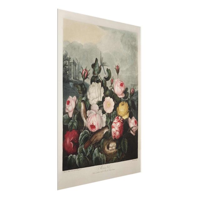 Tavlor blommor Botany Vintage Illustration Of Roses