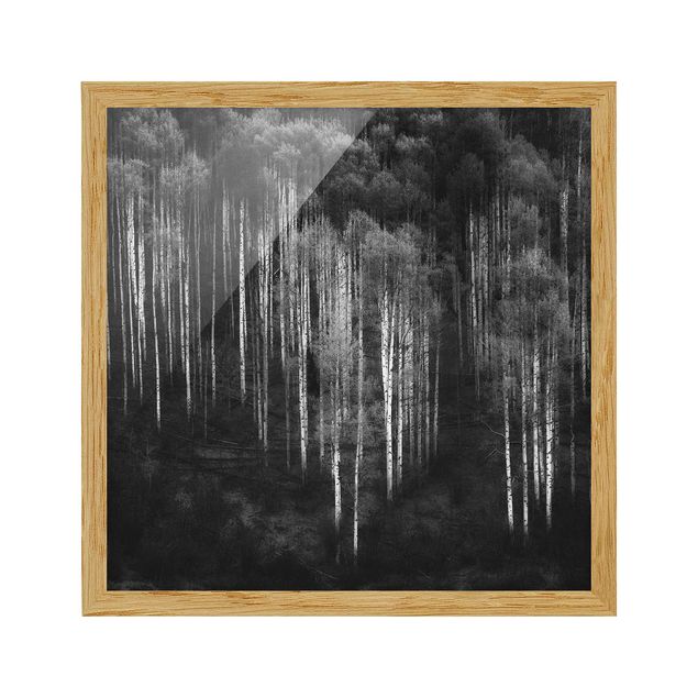 Tavlor med ram svart och vitt Birch Forest In Aspen