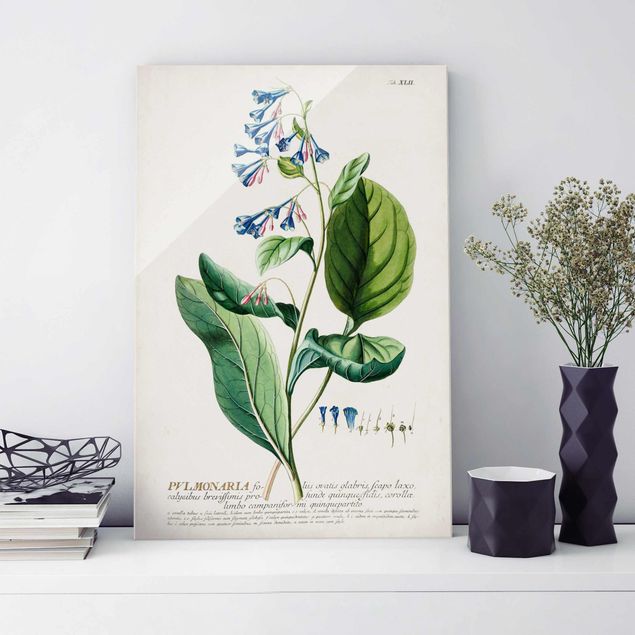 Kök dekoration Vintage Botanical Illustration Lungwort