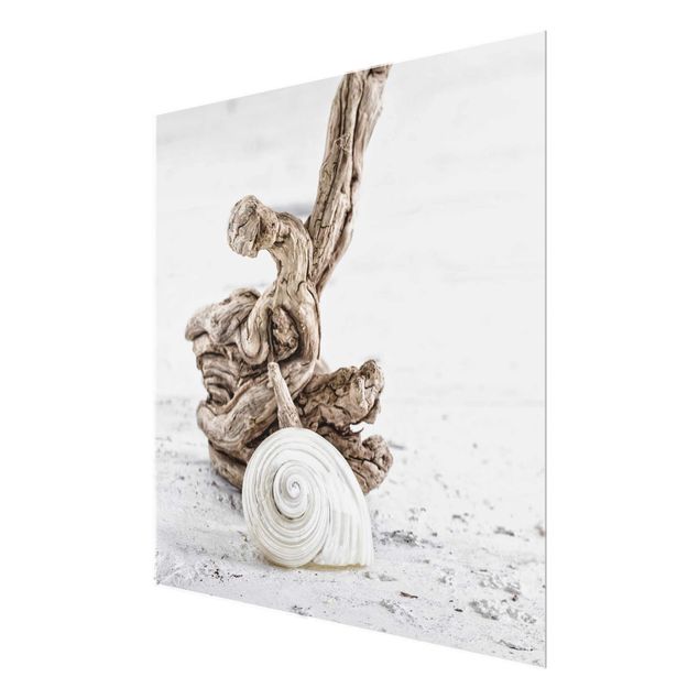 Glastavlor stränder White Snail Shell And Root Wood
