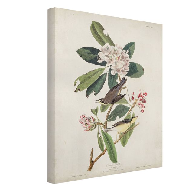Canvastavlor blommor  Vintage Board Warbler