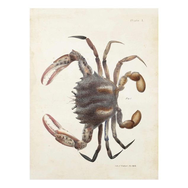 Tavlor brun Vintage Illustration Crab