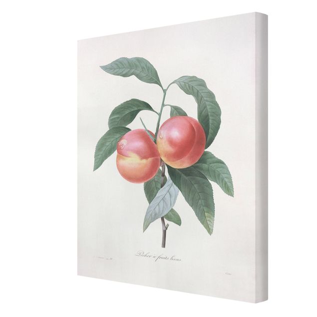 Tavlor röd Botany Vintage Illustration Peach