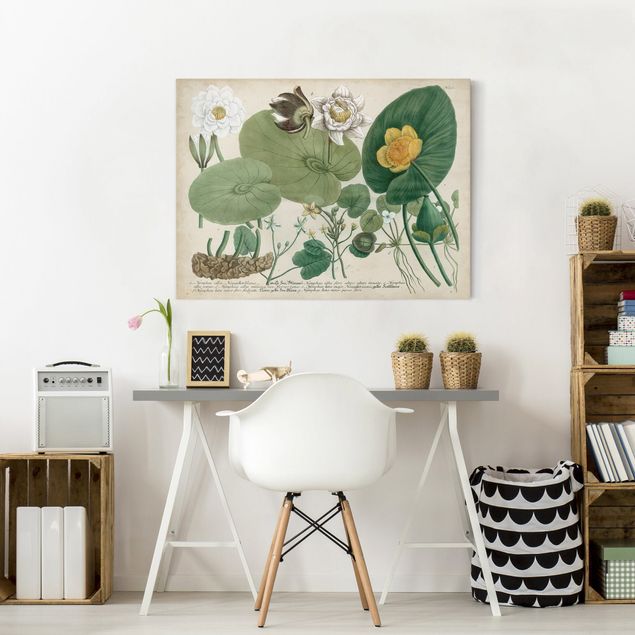Canvastavlor rosor Vintage Board White Water-Lily