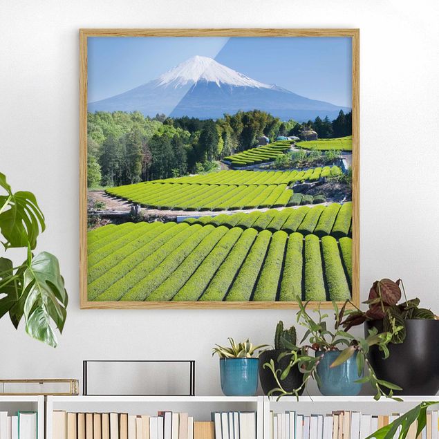 Kök dekoration Tea Fields In Front Of The Fuji