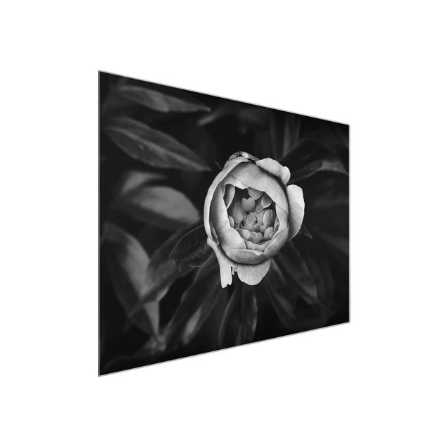 Glastavlor blommor  Peonies In Front Of Leaves Black And White