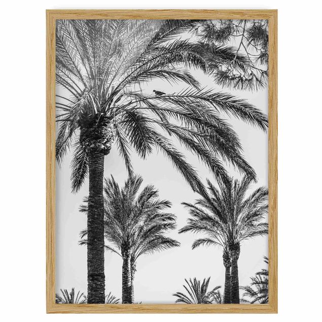 Tavlor med ram svart och vitt Palm Trees At Sunset Black And White
