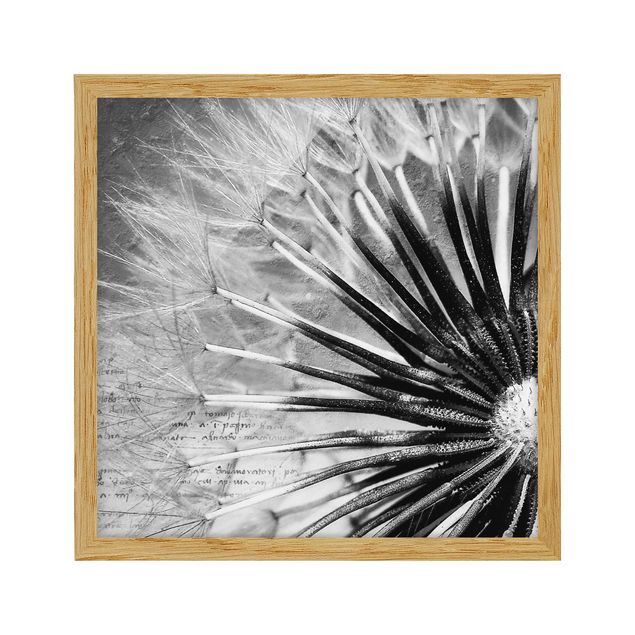 Tavlor blommor Dandelion Black & White