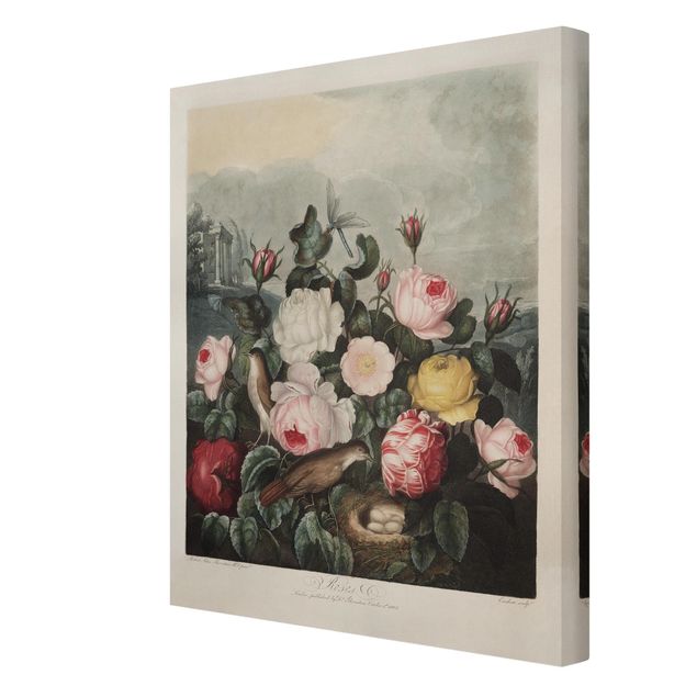 Tavlor rosa Botany Vintage Illustration Of Roses