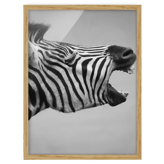 Tavlor med ram djur Roaring Zebra ll